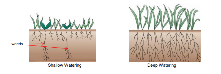 Cycle and Soak Deep vs Shallow Watering