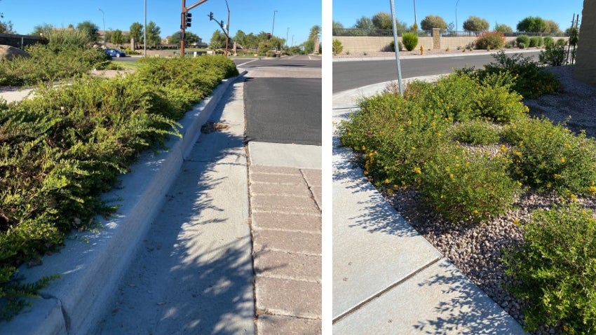 Selective Pruning Groundcover- DO