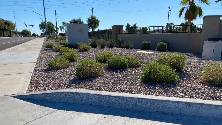 Selective Pruning Groundcover- DON'T Selective Pruning Groundcover- DON'T