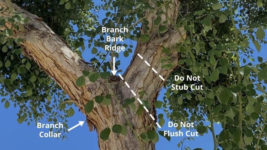 How to Prune: What NOT to Do How to Prune: What NOT to Do