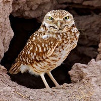 Burrowing Owl