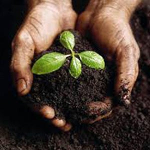 dirt in person's hand