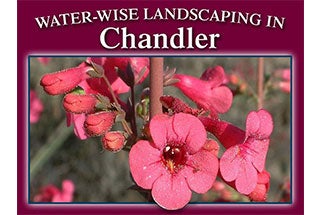 Water Wise Landscaping in the Arizona Desert