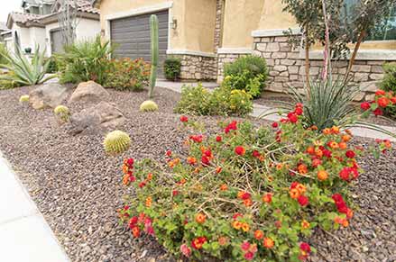 Xeriscape