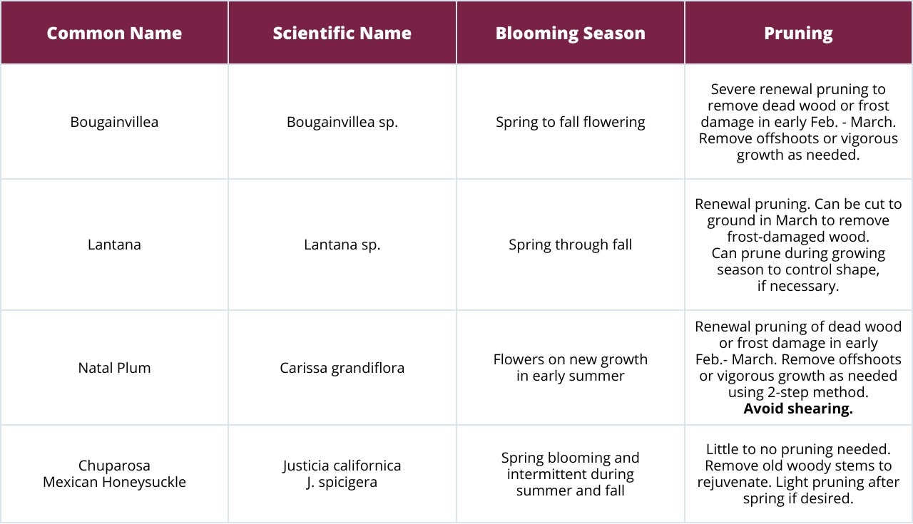 Late February – March (Pruning of Frost Damaged Plants) 