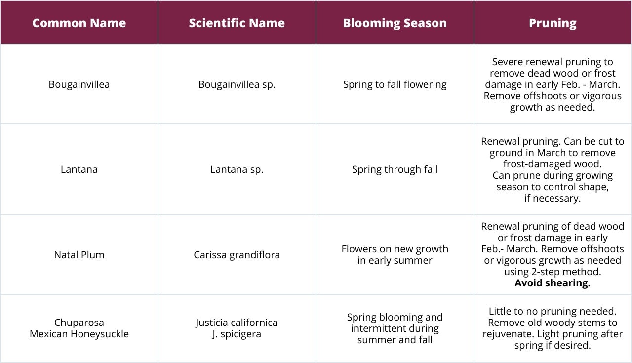 Late February – March (Pruning of Frost Damaged Plants) 