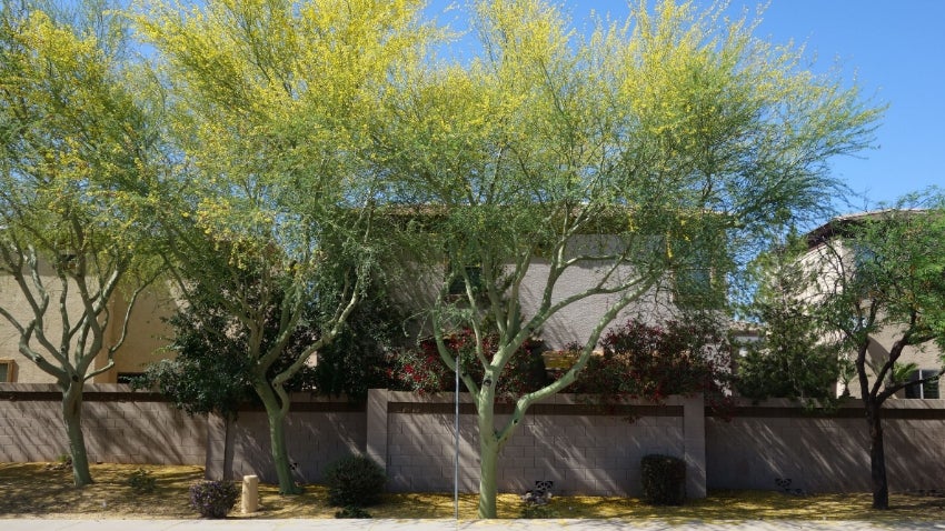 Foraging & Identification of Desert Plants