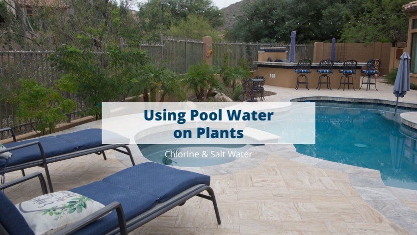 Using Pool Water on Plants