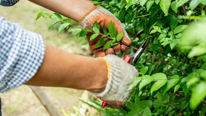 Pruning