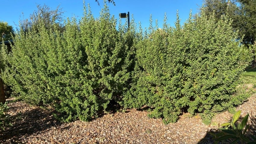 Good Selective Pruning Good Selective Pruning