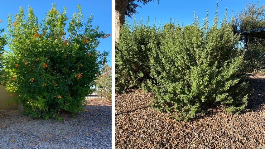 Selective Pruning Shrubs - DO