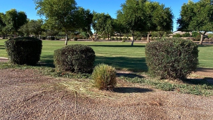 Selective Pruning Shrubs - DON'T