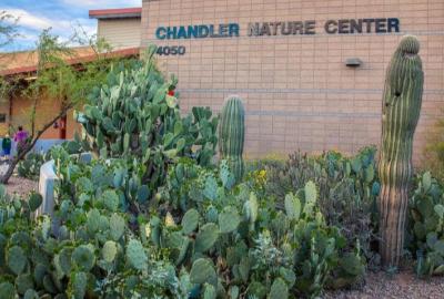 Exterior of Chandler Nature Center - building with cactus in front
