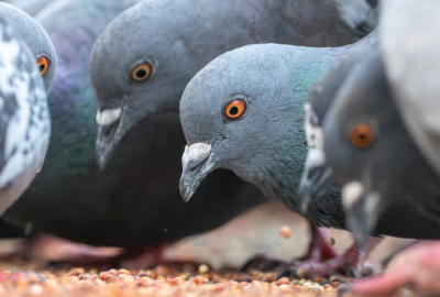 group of pigeons eating bird feed