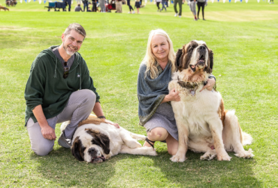 A man sits in the grass next to a Saint Bernard dog that's laying on the ground. A woman sits on the grass next to a Saint Bernard who's sitting. Both people and dogs look at the camera.