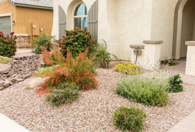 Xeriscape front yard