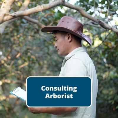 Consulting Arborist