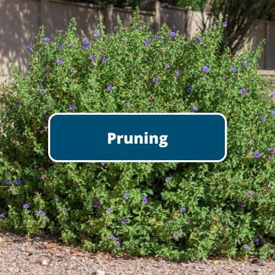 Pruning