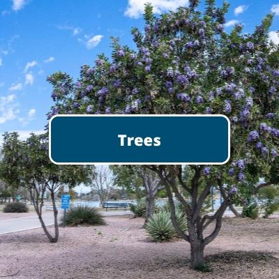 Trees