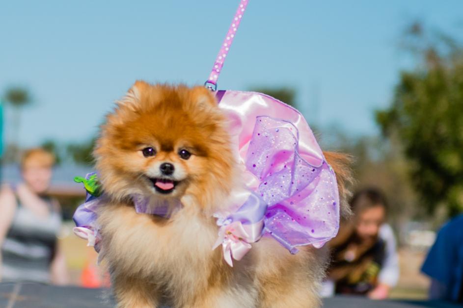 woofstock dog in pink dress