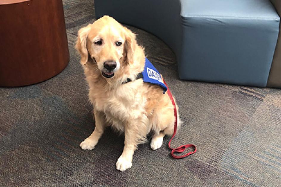 Daisy a therapy dog for the Read to a Dog Program