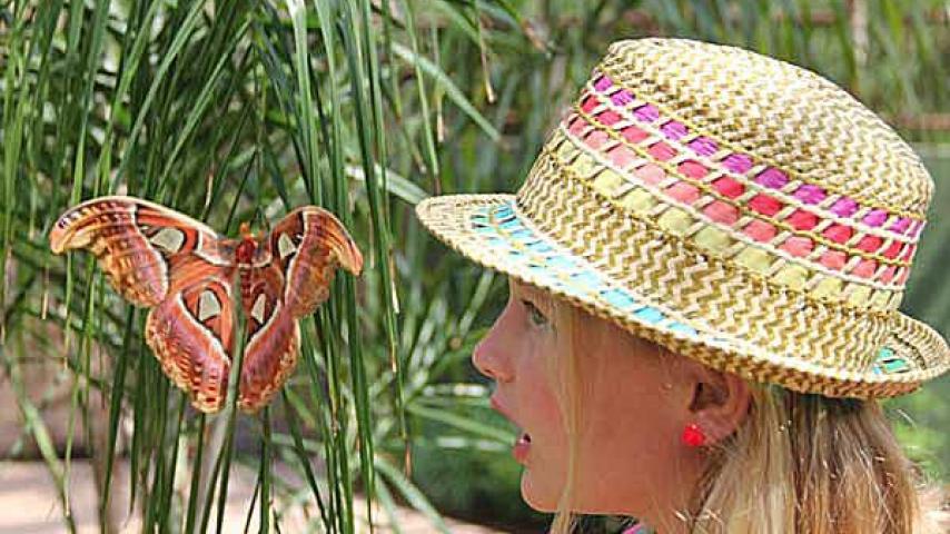 butterfly wonderland girl