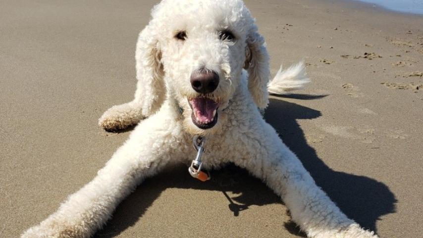 White dog laying on the beach