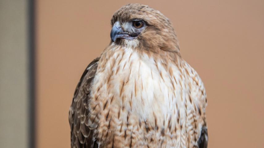 hawk
