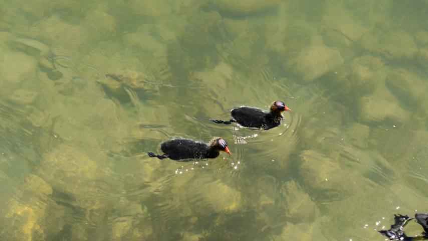 duck