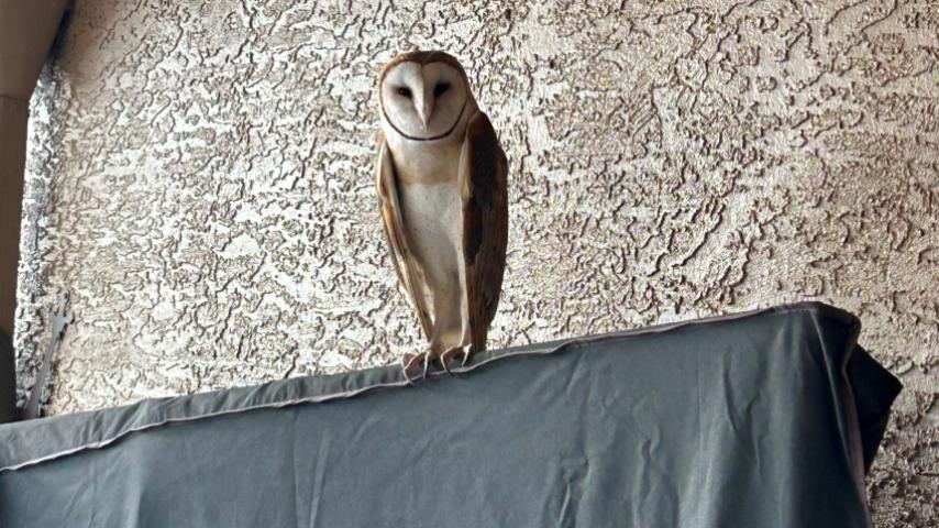 Owl