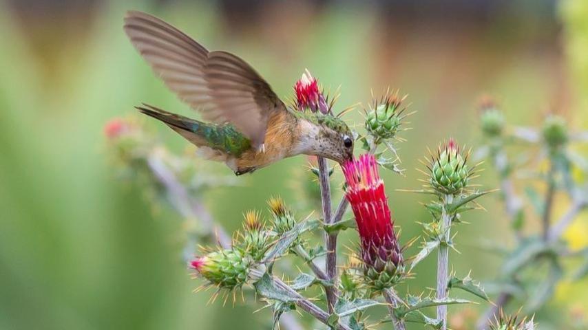 hummingbird