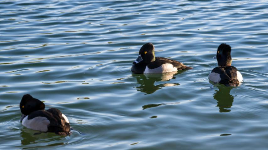 ducks swimming