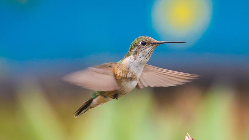humming bird zipping around