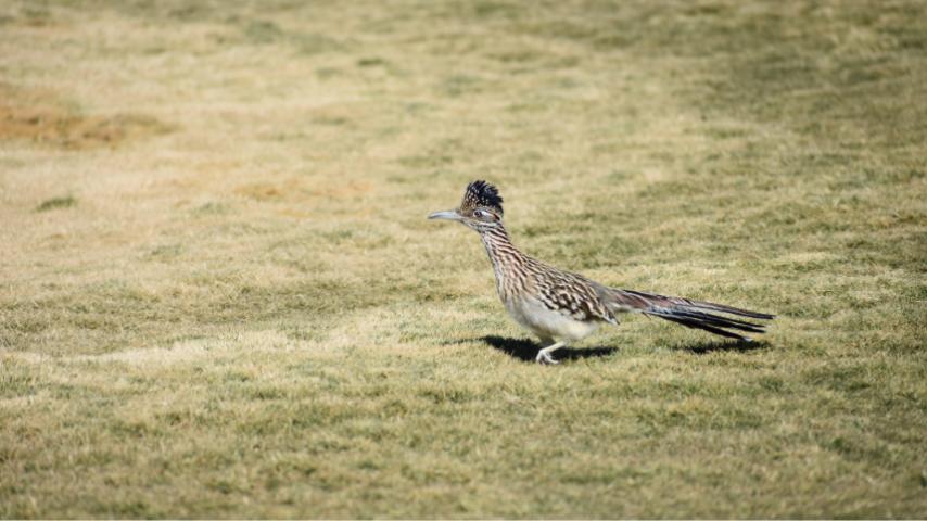 roadrunner