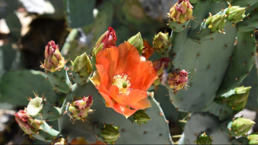 orange flower blooming on top of a cactus