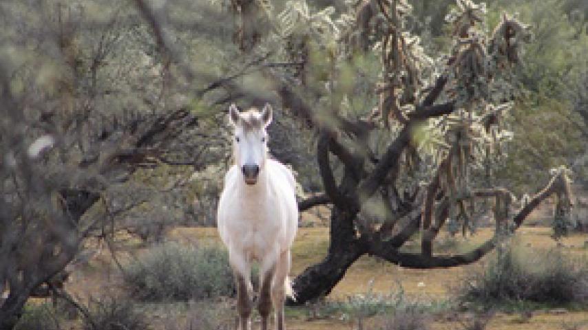 Nature Photo Contest Winner Desert Unicorn