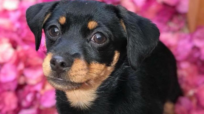 puparazzi contest winner