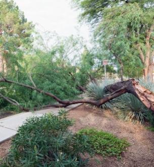 Pruning for Monsoon Season