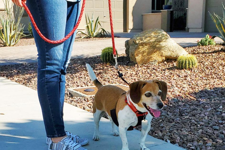 Dog on a leash