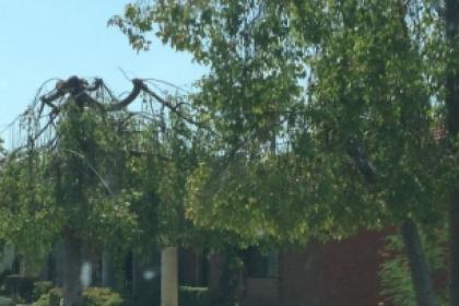 Tree Pruning and Maintenance for the Monsoon Season