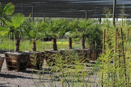 treeland nurseries trees
