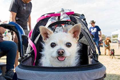 dog in stroller