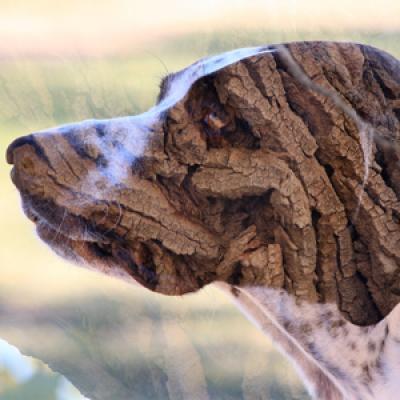 Nature Photo Contest