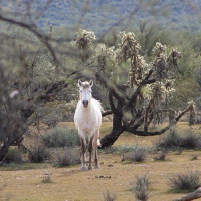 Nature Photo Contest
