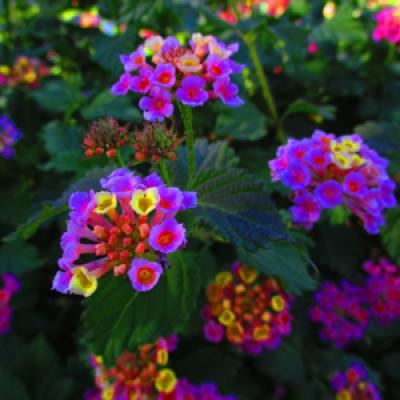 Nature Photo Contest