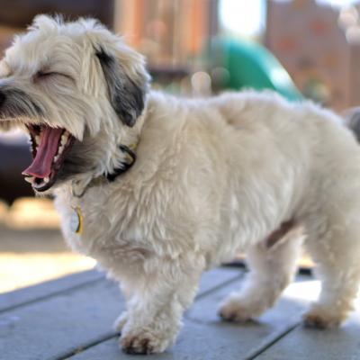 dog yawning