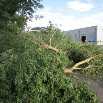 Tree damaged due to a monsoon storm