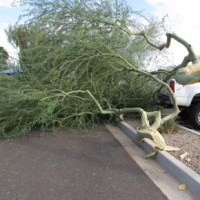 Monsoon damaged Palo Verde Tree
