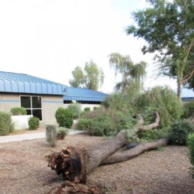 Monsoon Damaged Tree