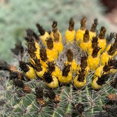 Xeriscape Garden
